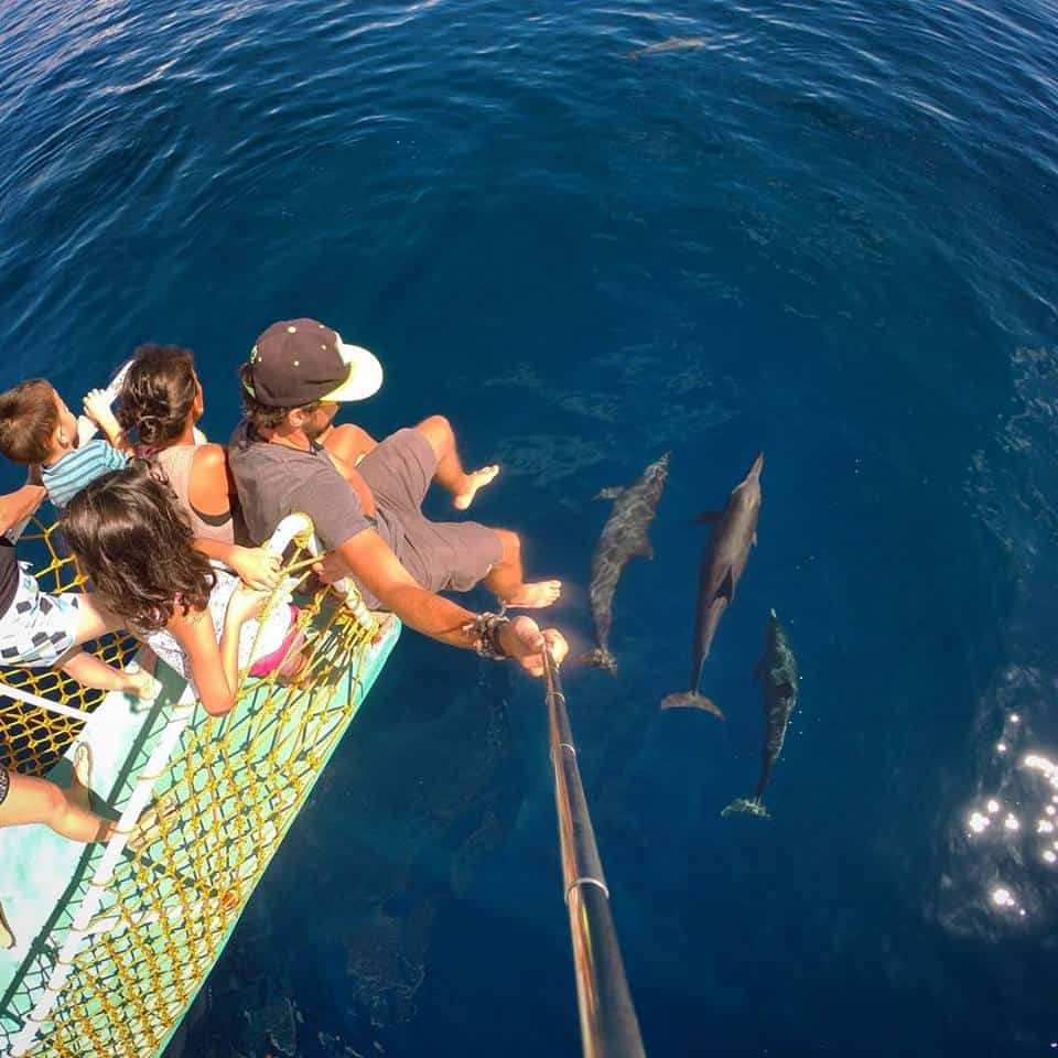 plywanie z delfinami - Dumaguete tourist attractions